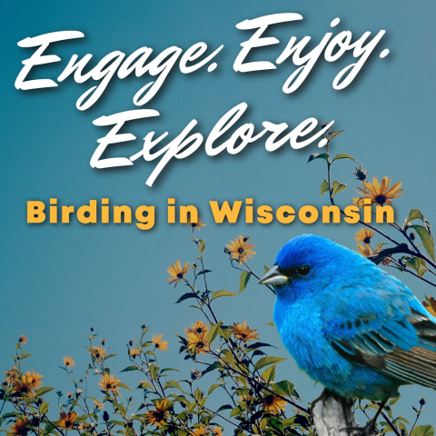 Birding in WI Image